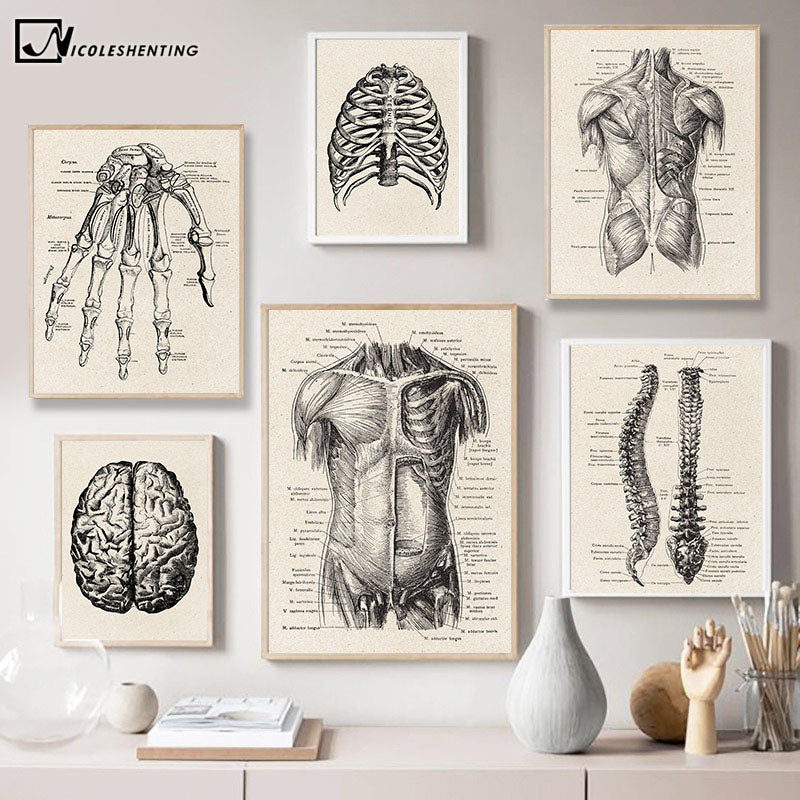 Anatomy Canvas White