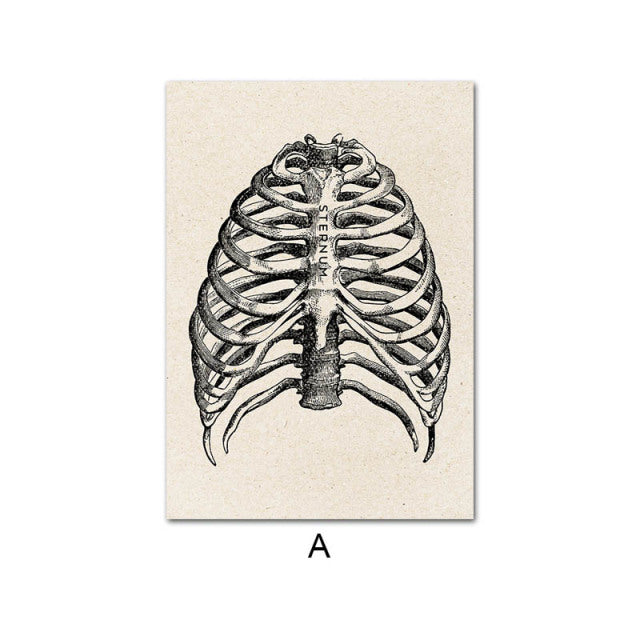 Anatomy Canvas White