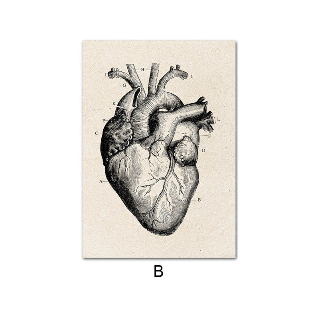 Anatomy Canvas White