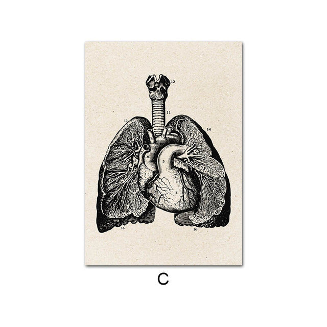 Anatomy Canvas White