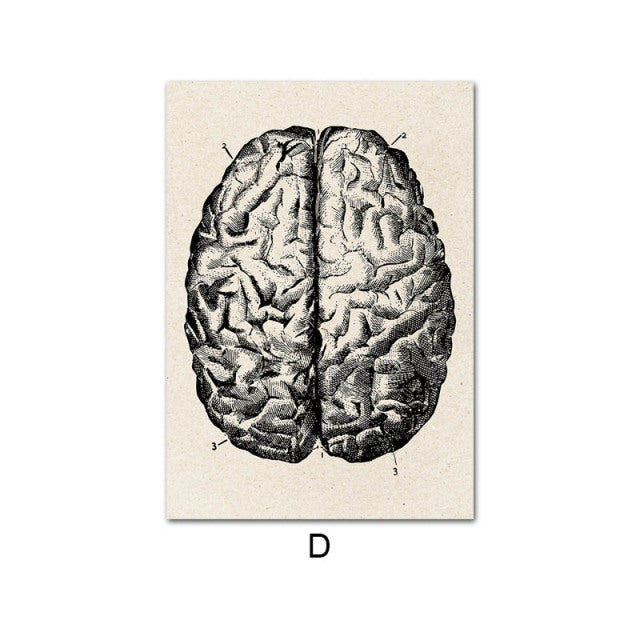 Anatomy Canvas White