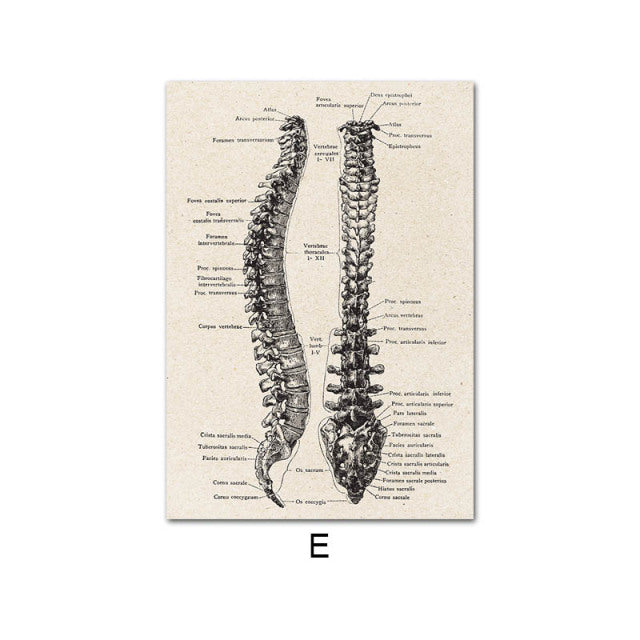 Anatomy Canvas White