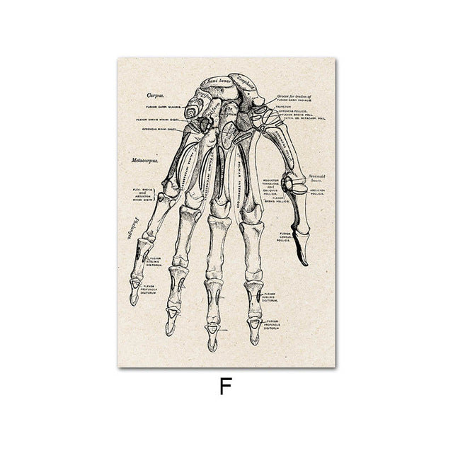 Anatomy Canvas White