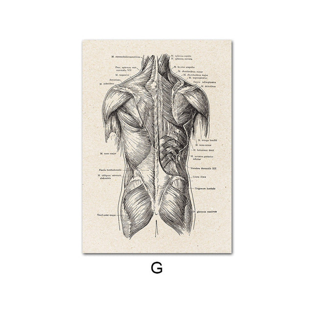 Anatomy Canvas White