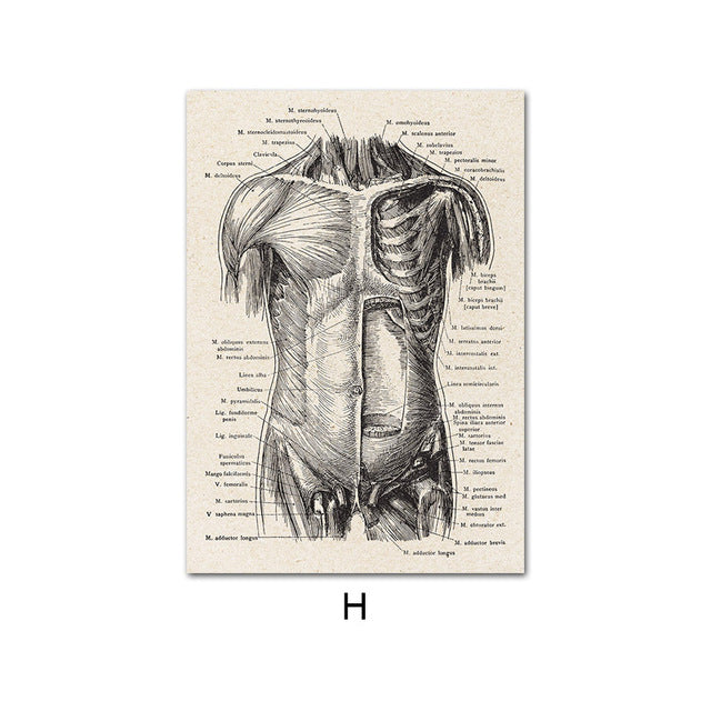 Anatomy Canvas White
