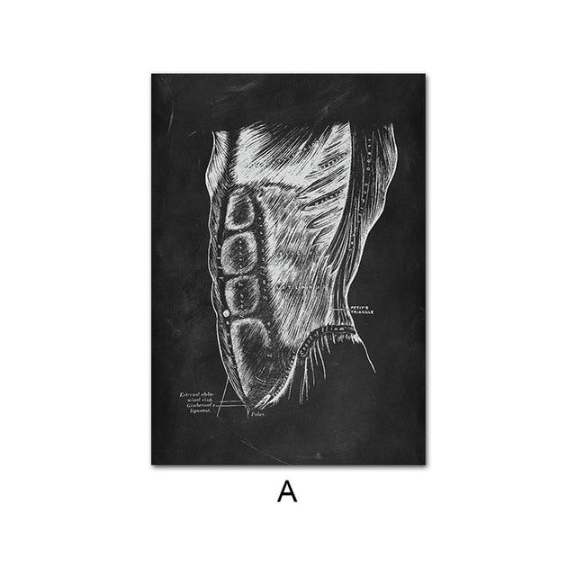 Anatomy Canvas