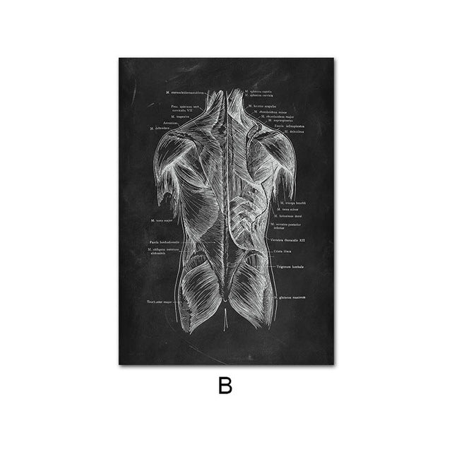 Anatomy Canvas