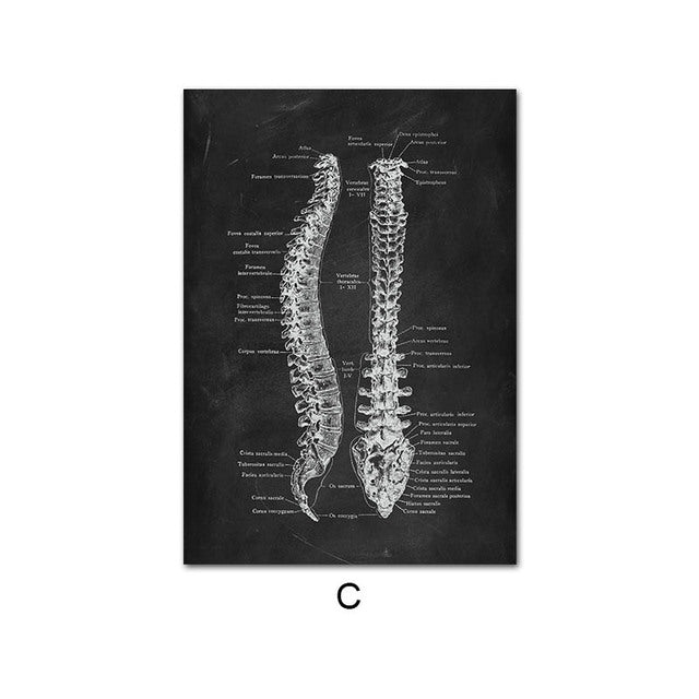 Anatomy Canvas