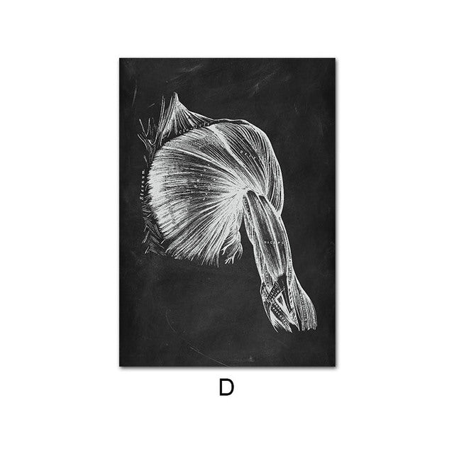 Anatomy Canvas