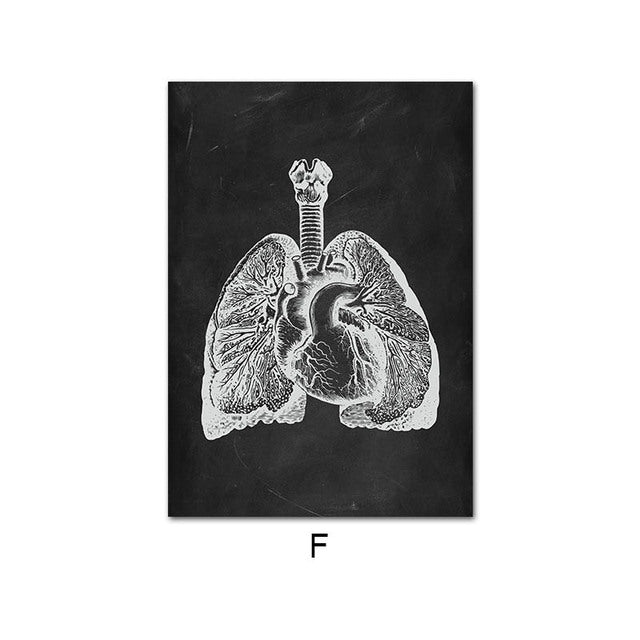 Anatomy Canvas