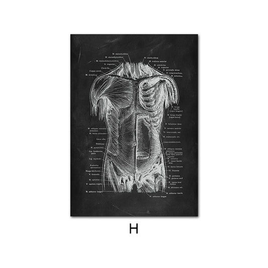 Anatomy Canvas