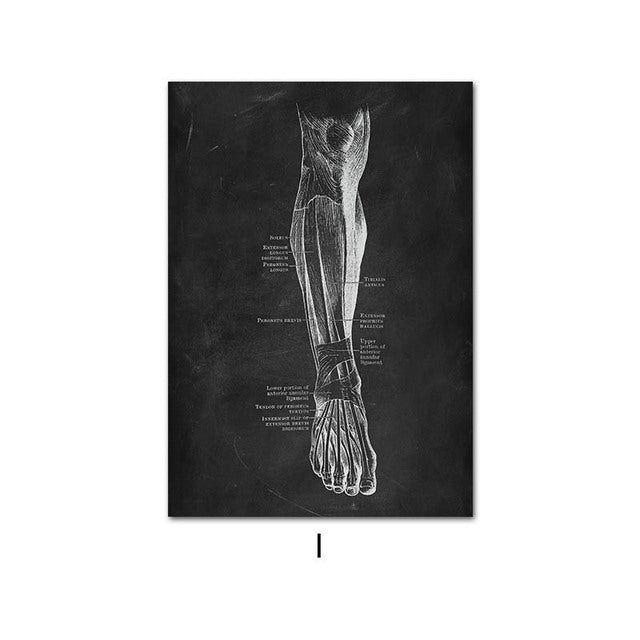 Anatomy Canvas
