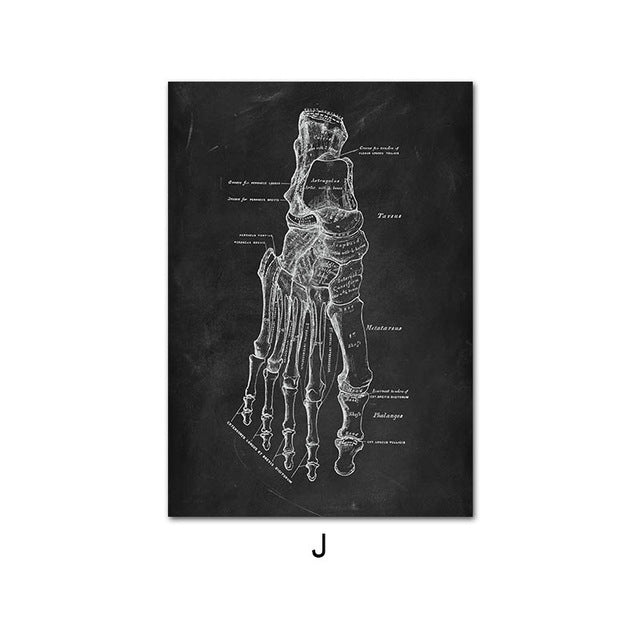 Anatomy Canvas