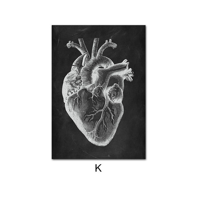 Anatomy Canvas
