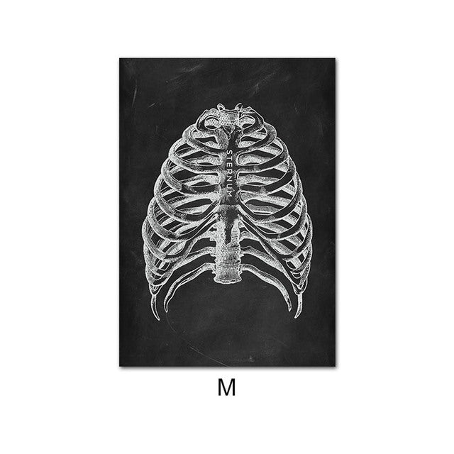 Anatomy Canvas