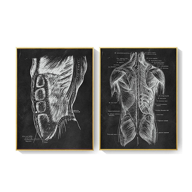 Anatomy Canvas