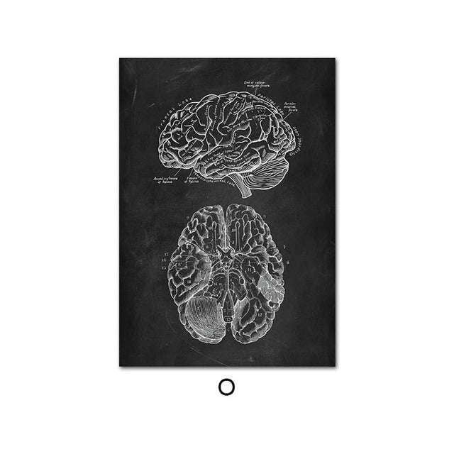 Anatomy Canvas