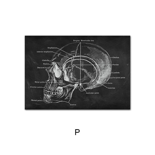 Anatomy Canvas