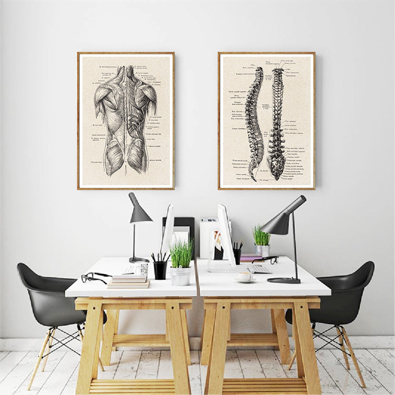 Anatomy Canvas White