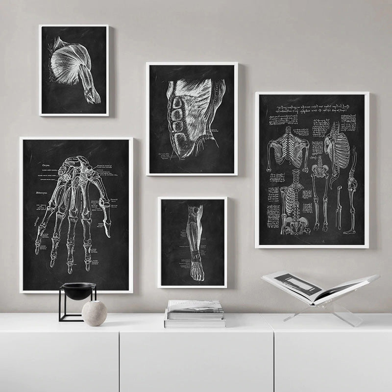 Anatomy Canvas
