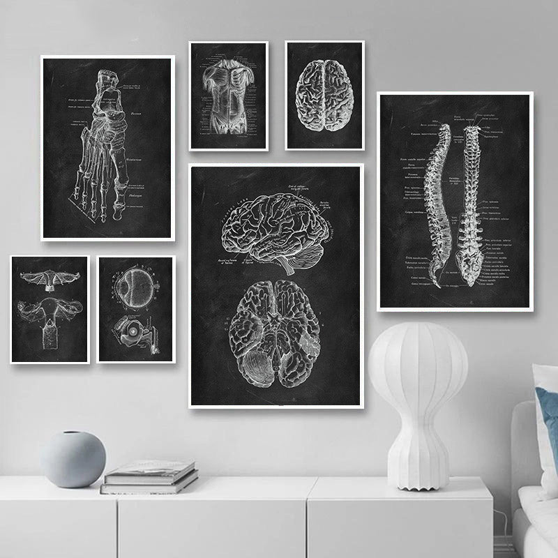 Anatomy Canvas
